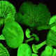 Illustration for article titled Glow-in-the-dark mushrooms rediscovered after 170 years